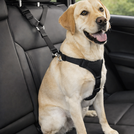 Collection image for: Trasportines y Viajes