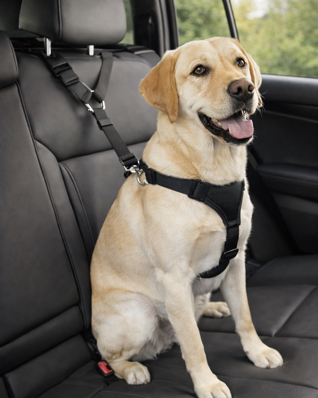 Cinturón De Seguridad De Coche