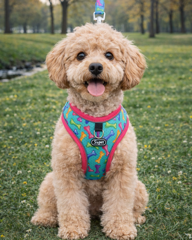 Juego De Arnés Y Correa