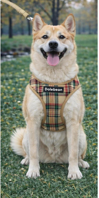 Conjunto de arnés y correa