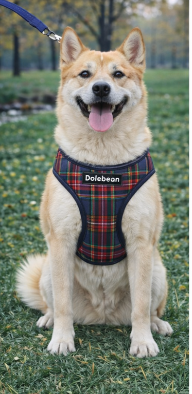 Conjunto de arnés y correa