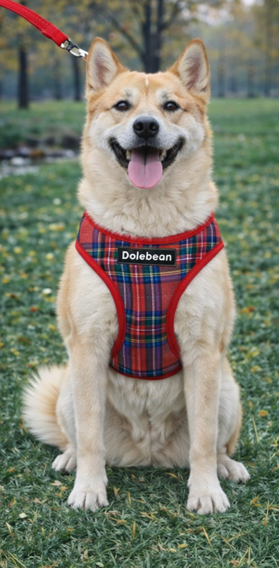 Conjunto de arnés y correa